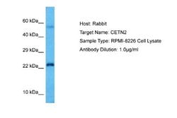 Centrin 2 Rabbit anti-Human, Polyclonal, Novus Biologicals 0.1ml; Unconjugated:Antibodies,